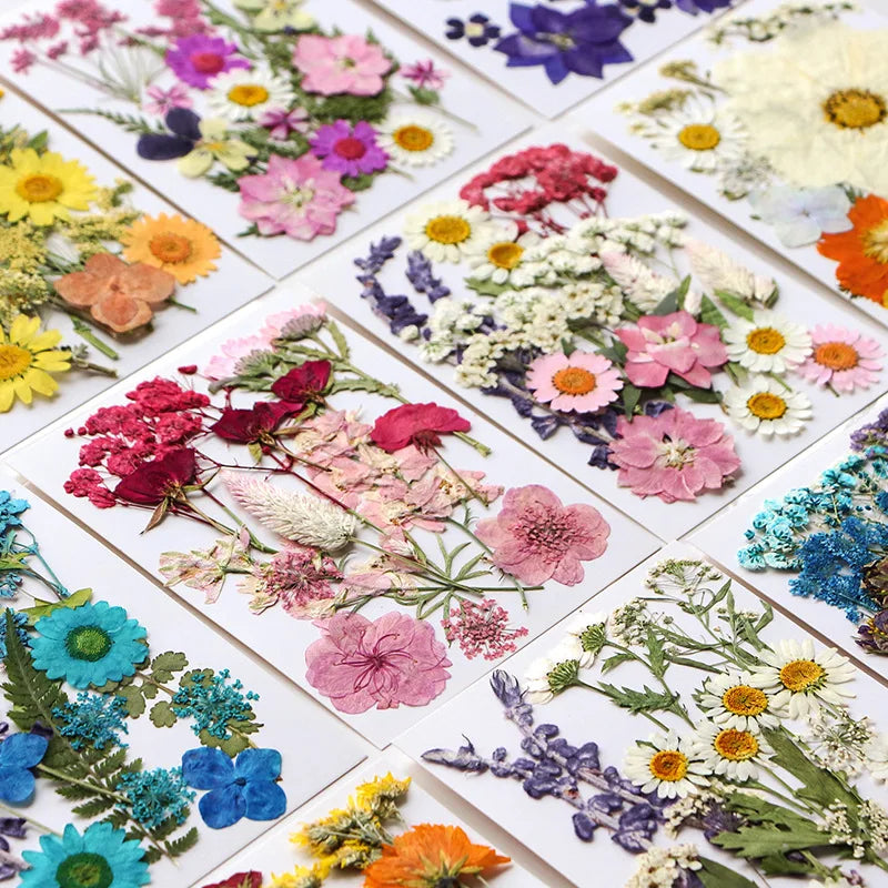 Dried Flower Set Pressed Real Natural Flowers Leaves for Resin Jewelry