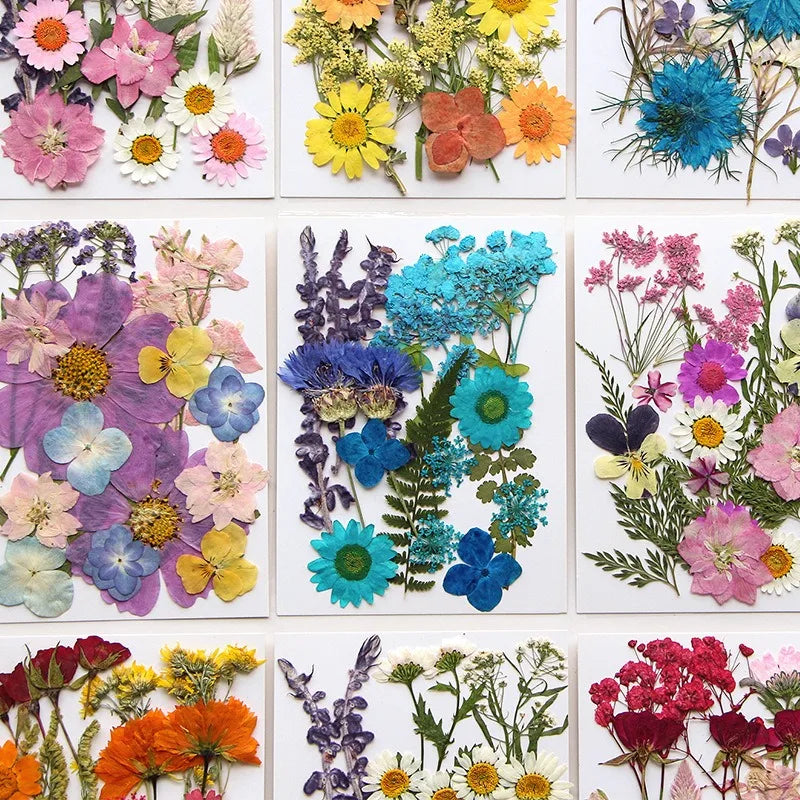 Dried Flower Set Pressed Real Natural Flowers Leaves for Resin Jewelry