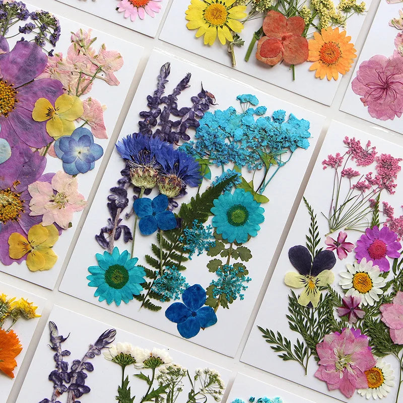 Dried Flower Set Pressed Real Natural Flowers Leaves for Resin Jewelry