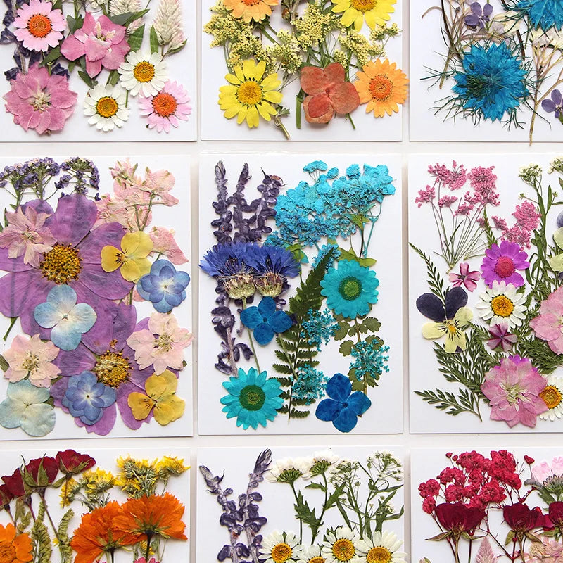 Dried Flower Set Pressed Real Natural Flowers Leaves for Resin Jewelry
