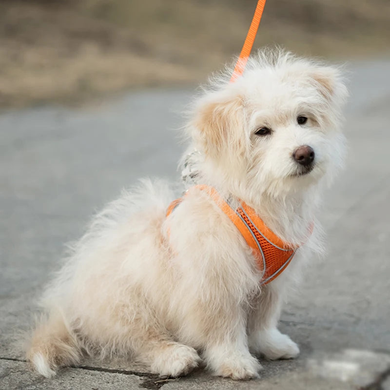 Pets Breathable Dog Vest Pectoral Girdle Backstraps Prevent Breakout Exclusive for Outdoor Use Adjustable Night Reflection